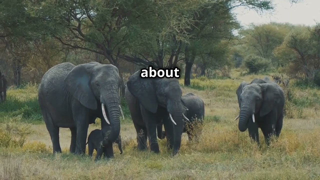 Do Elephants Really Have No Natural Predators?