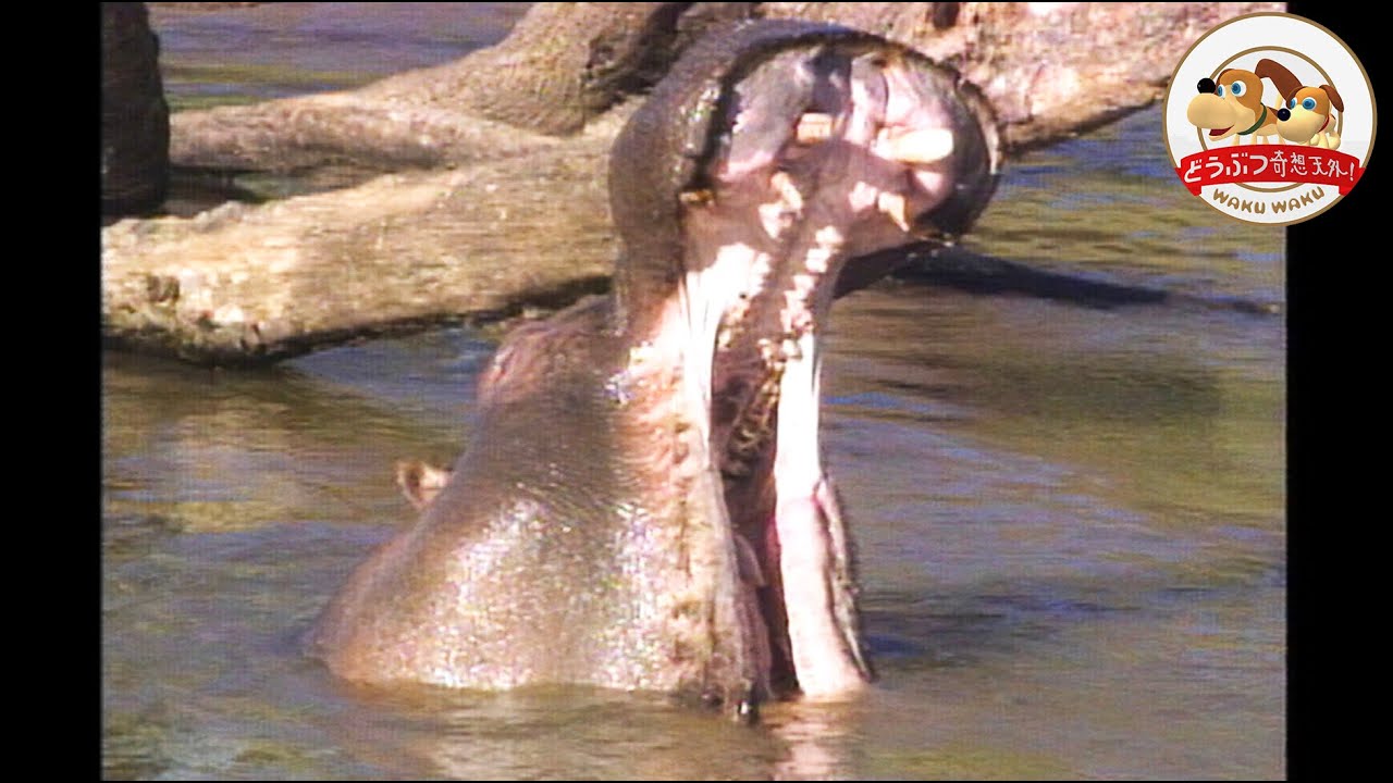 ど迫力 カバの縄張り争いが勃発 ボスが他のオスを追い払う そのたまげた方法は どうぶつ奇想天外 Wakuwaku Youtube