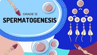 Human Reproduction Spermatogenesis