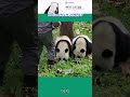 마치 판다를 키우는 비결을 알아내는 것과 같습니다 #shorts #fyp #viral #review #panda #cuteanimals