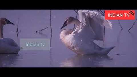 Bulliguvaa - Official Video Song | 2.0 [Telugu] | Rajinikanth | Akshay Kumar | A R Rahman |Indian tv