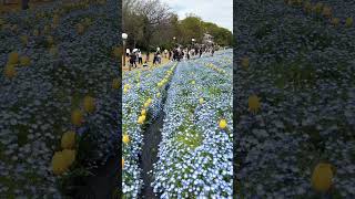 【OSAKA】Must-See Beautiful Flower Spot - Tsurumi Ryokuchi Park