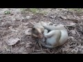 baby monkey playing with brother, baby monkey playing, baby monkey playi...