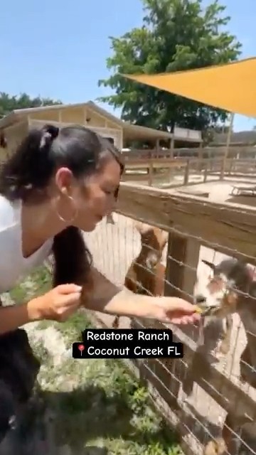 Redstone Ranch Barnyard Experience Coconut Creek Florida #shorts ...