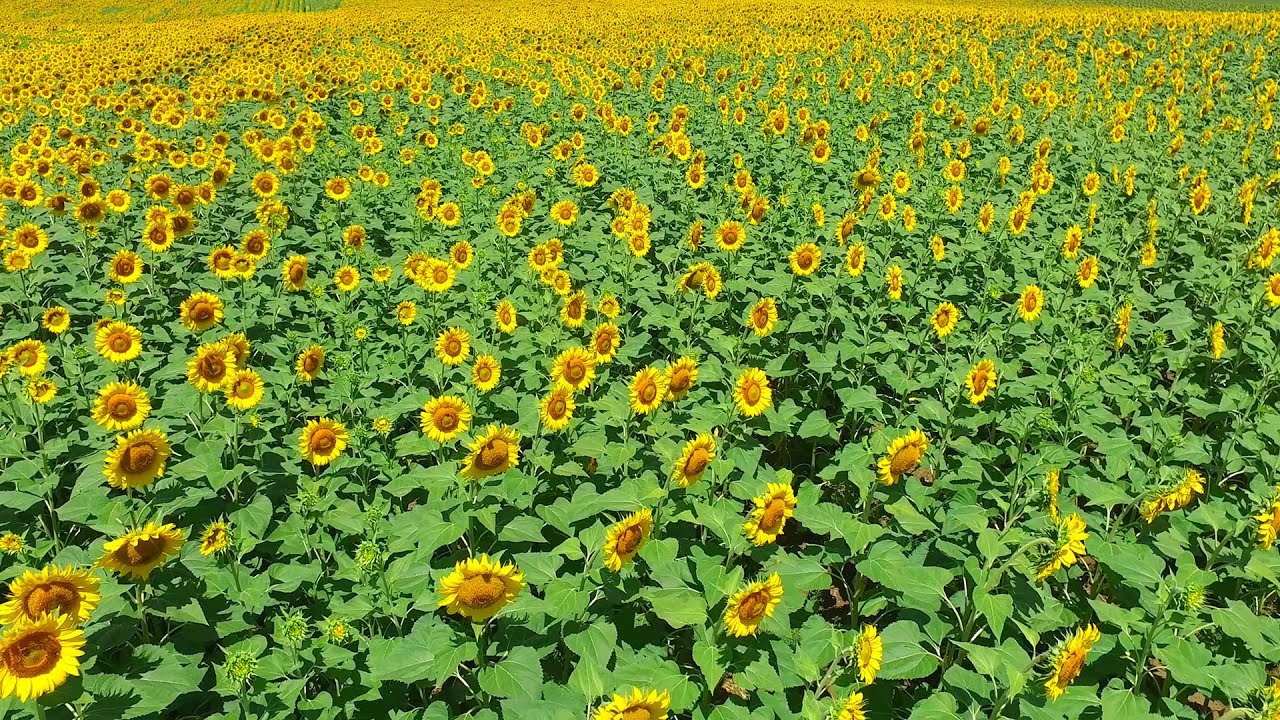 Karaisalı Durak İstasyonu ve Ayçiçekleri