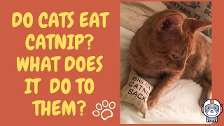 Do Cats Eat Catnip and What Does It Actually Do to Them? screenshot 3