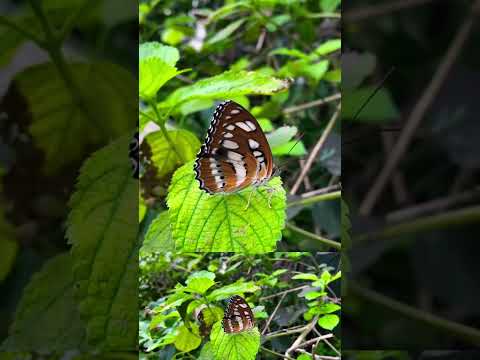 Video: Vipepeo wa Nymphalidae: sifa za jumla, maelezo, aina, aina ya chakula