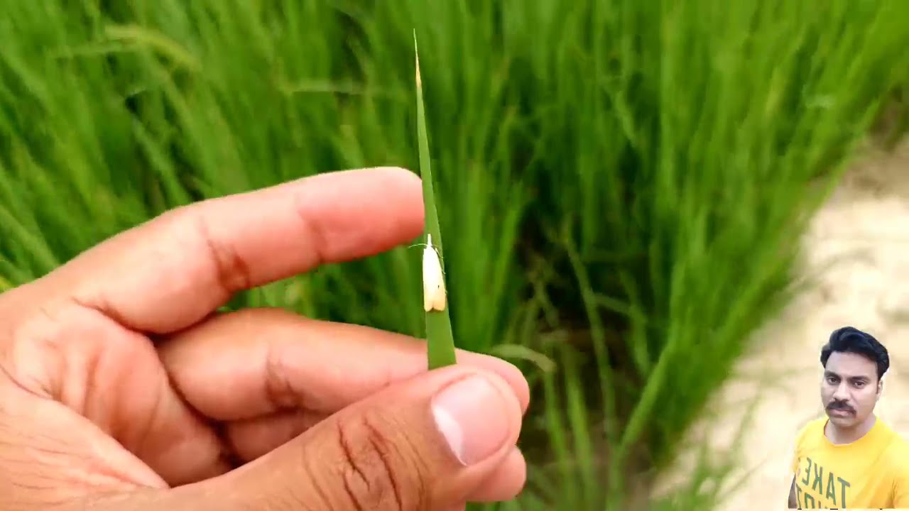 Prediction of Stem borer in Paddy Crop |How to get rid of rice stem borer |Stem borer identification