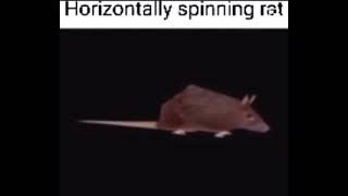 will wood
horizontally spinning rat to low quality tomcat disposables https://willwoodmusic.bandcamp.com/track/tomcat-disposables will wood