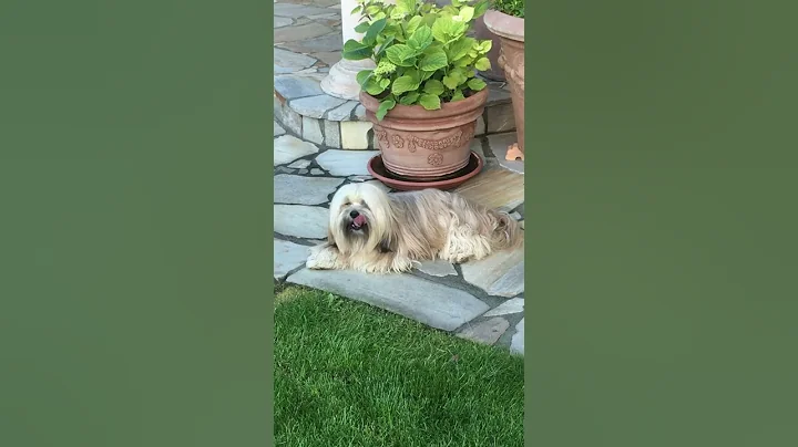 Lhasa Apso Lasko