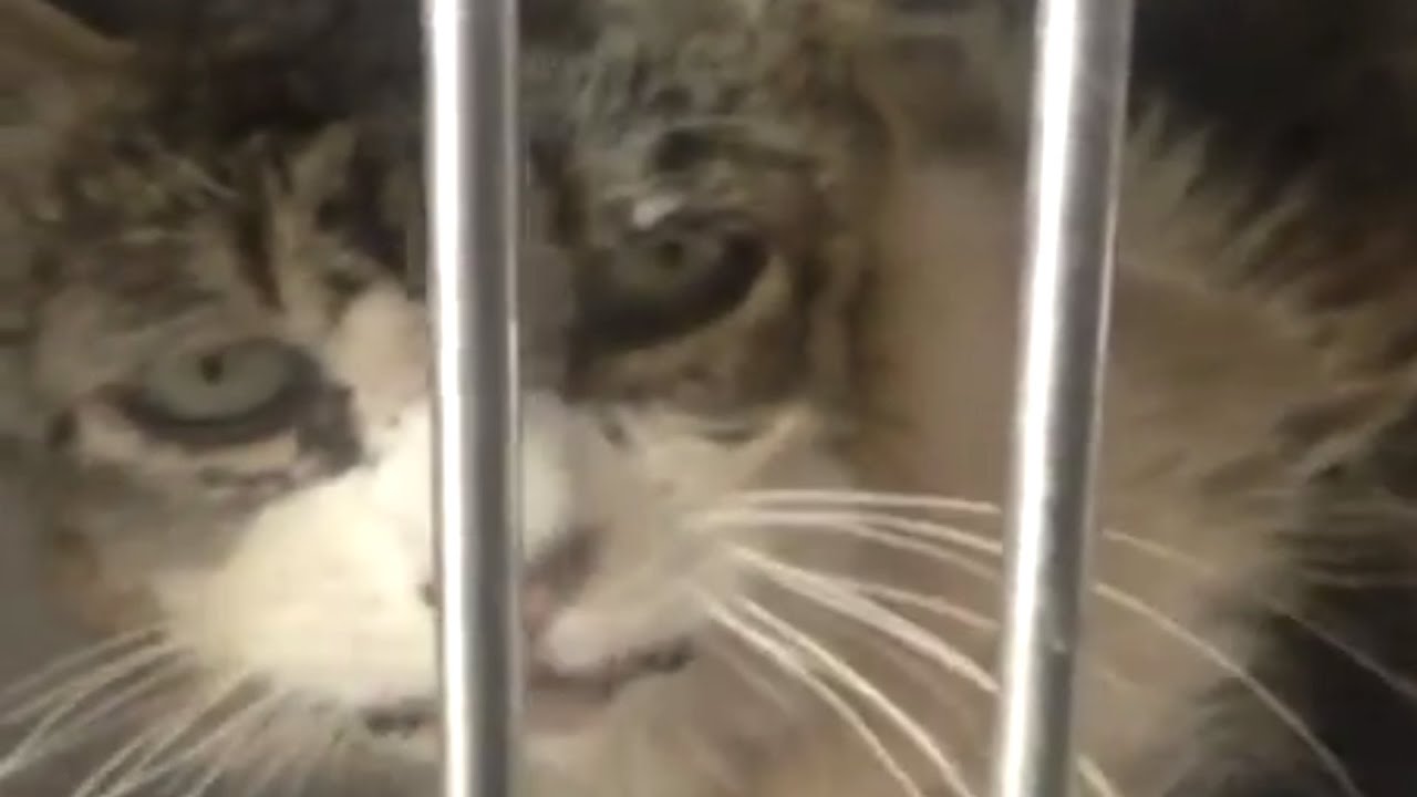 Sad shelter cat is unrecognizable after adoption