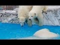 双子のために魚を取ってくるララ~Polar Bears