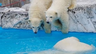 双子のために魚を取ってくるララ~Polar Bears