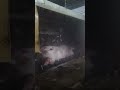 二師兄搓澡了