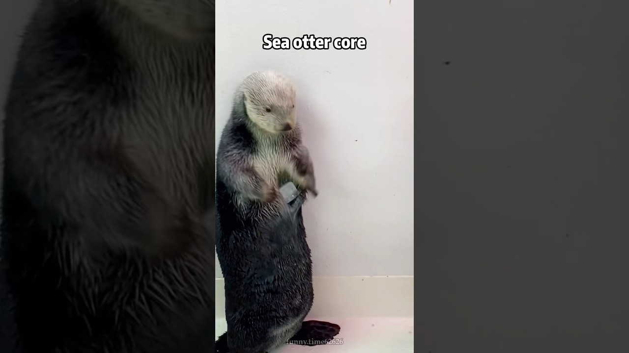 Sea otter core. 