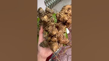 #sâm_lai_châu_rừng 4củ/kg SÂM RỪNG vùi già 10-trên 20 năm tuổi giá xả lỗ 6.5tr  #sâm_lai_châu_rừng