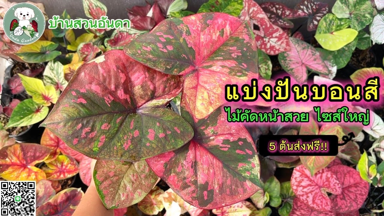 แบ่งปันบอนสีวันที่ 13 ก.พ. 2569 #บอนสี #caladium #garden #plants #ไม้ด่าง #plantlover #shorts 