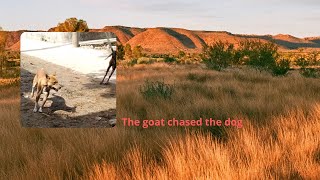The Goat Chased The Dogmurad Tv