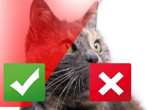 gregory and the hawk 10 Tips to Keep Your Senior Cat Healthy