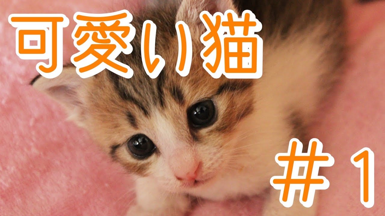 可愛い猫 思わず笑顔になっちゃうほっこり動画 1 Youtube