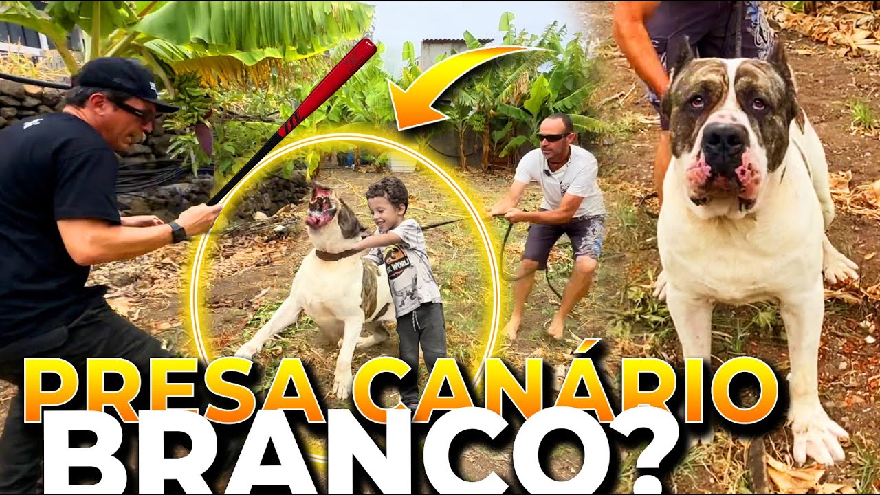 75 KILOS, BRANCO, VIOLENTO, NÃO VACILE COM O PRESA CANÁRIO LINEA M | CANE CLUB KENNEL