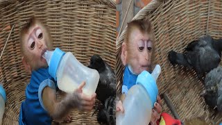 Smart and Cute Coco & Bebe meets lovely and beautiful gift from again pets, Thank you so much Details