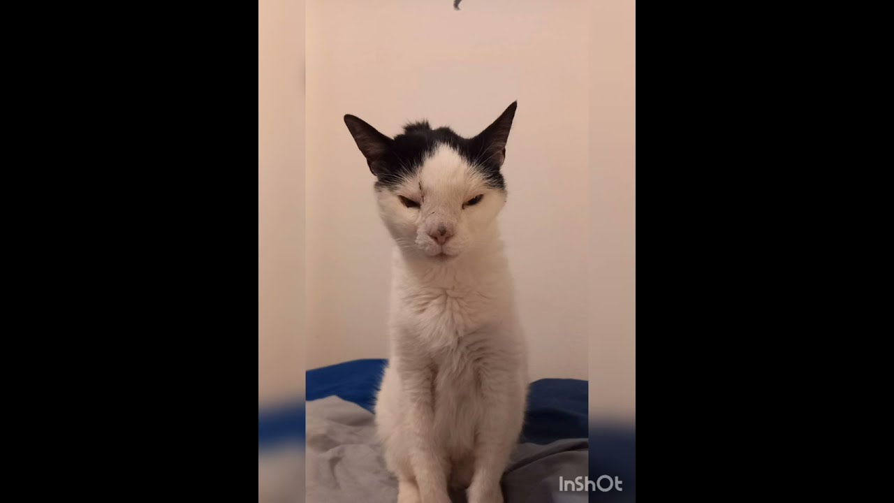 i nostri amici animali .. 🦞🦋🐱