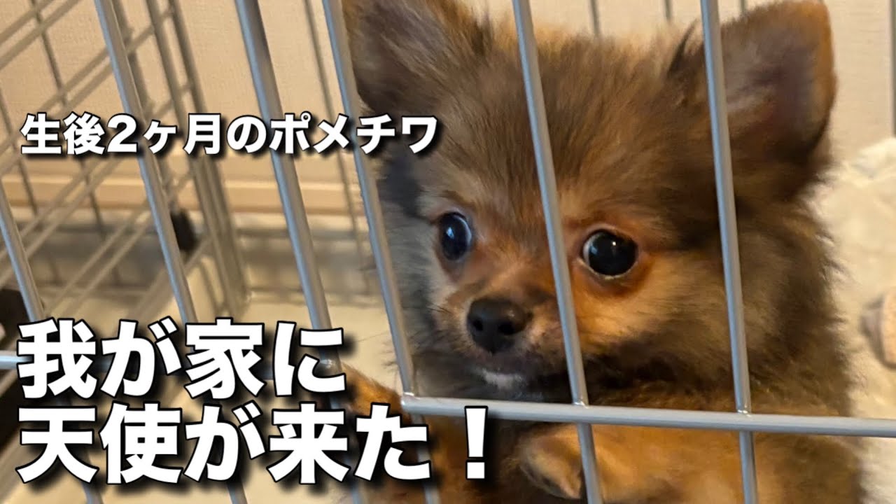 【お迎え当日】共働き夫婦がポメチワ子犬をお迎えしました😍 The first day of our puppy!