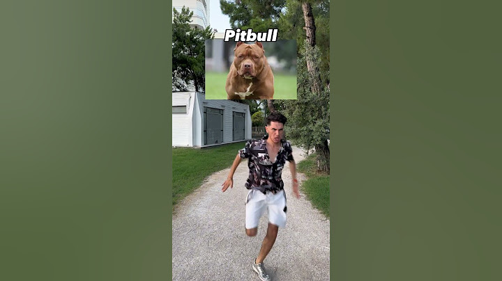 En iyisi hangisi ? 😂 🐶