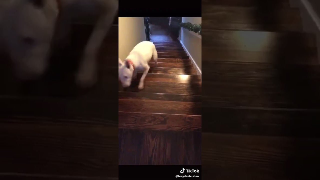 dog rolling down stairs