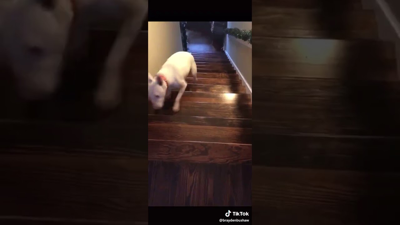 dog down stairs