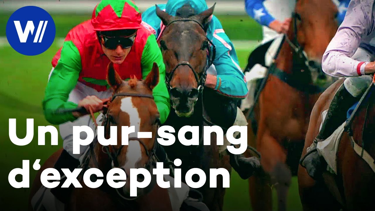 Gémix, le cheval pur sang vainqueur des plus grandes courses hippiques