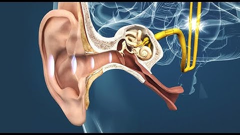 How do we hear Sound | Journey of sound to the brain| 3D animation