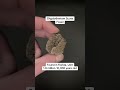 Glyptotherium Scute Fossil