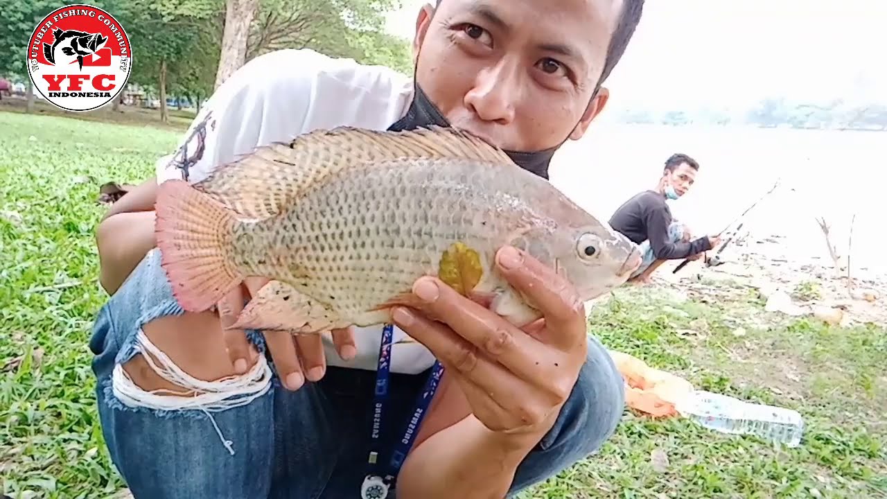 MANCING IKAN NILA||DAPAT BESAR BESAR 