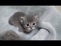 These cute kittens always look for their mom’s milk as soon as they spot her…