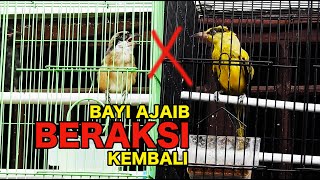 Download Lagu BABY CENDET GACOR IN ACTION AGAIN, FIGHTING 6 BIRDS, NOT BACKING DOWN Download Lagu BABY CENDET GACOR IN ACTION AGAIN, FIGHTING 6 BIRDS, NOT BACKING DOWN
