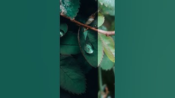 Lightroom editing part 03 #crestivo_entertainment #editing #lightroom #presets #moody #new #trending