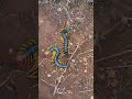 Giant Desert Centipedes Scolpendra Castaneiceps mp3