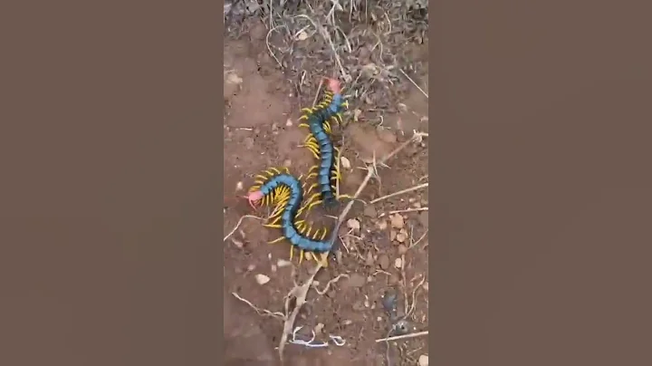Giant Desert Centipedes  ( Scolpendra Castaneiceps )