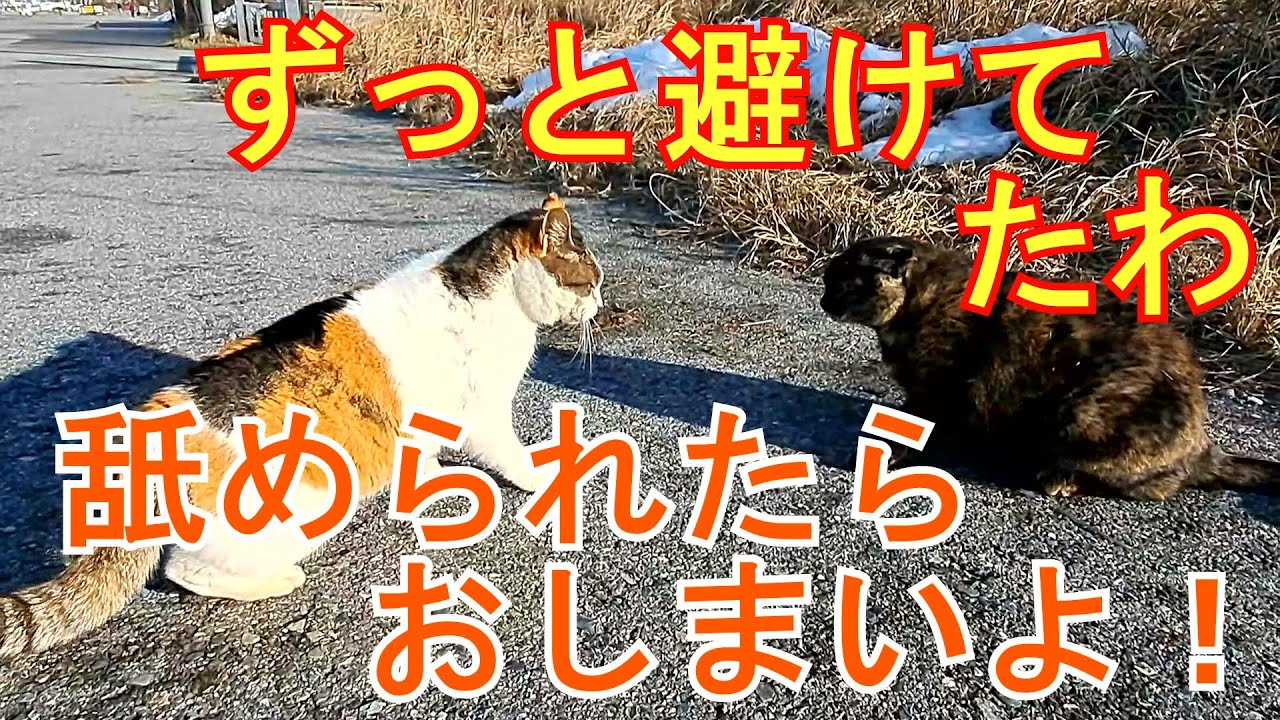 【ライバル】舐められたらおしまいよ！…チャコ猫　【rival】If you get licked, it's over ！…Chaco cat