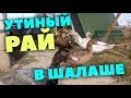 Утиный рай в шалаше // Как дела у уток