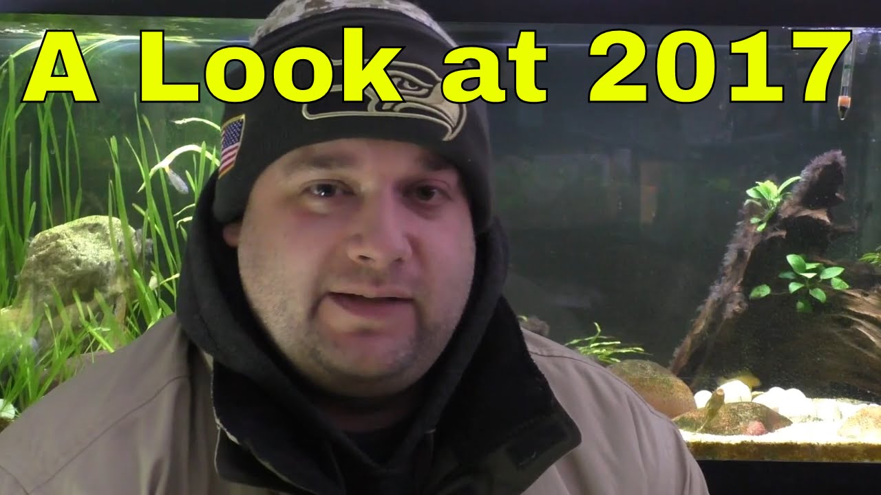 super red bristlenose breeding Future Goals for the Fishroom, a look at where we are headed. 5pm pacific livestream tonight