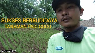 TANAMAN PADI GOGO MASIK BELUM DI PUPUK