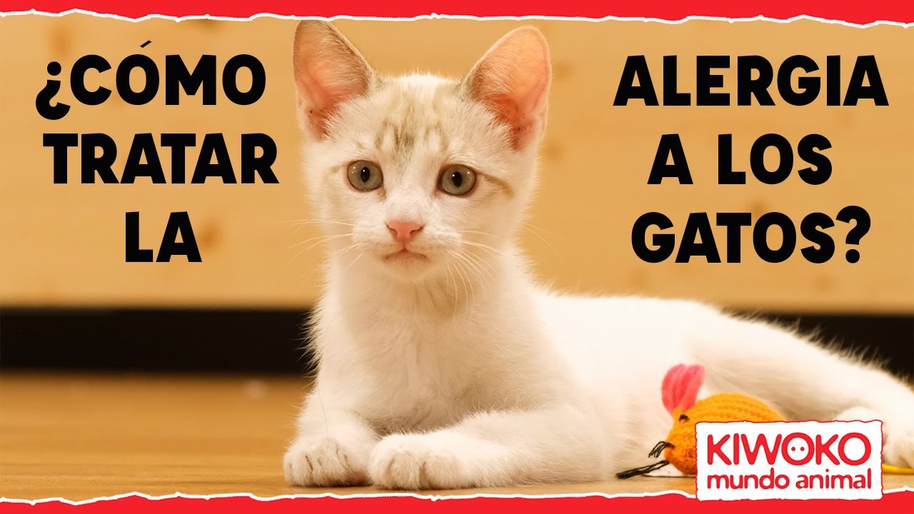 Cómo poner una PIPETA un GATO? 【¡Paso a paso! ✓】 -