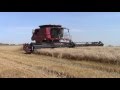 Case IH 9230 Tracked Combine Harvesting Wheat