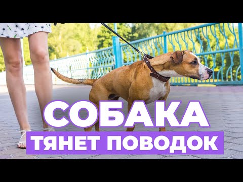 КАК ОТУЧИТЬ СОБАКУ ТЯНУТЬ ПОВОДОК? Эффективный метод обучения