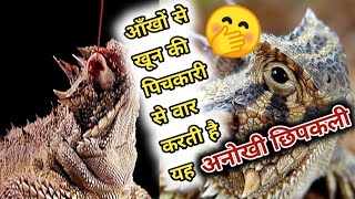 अपने बचाव के लिए अजीब तरीके अपनाता है यह जीव //Rigal horned lizard?? #Shorts