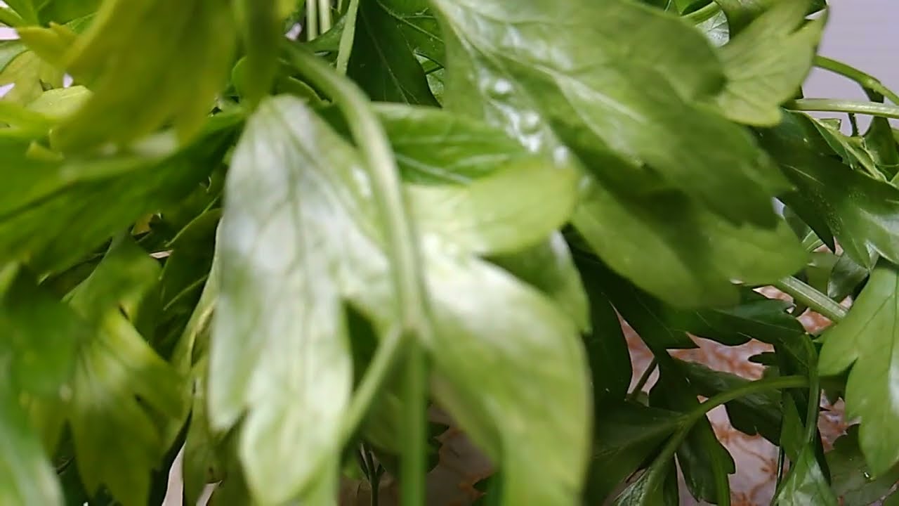 Петрушка это богатство витаминов, минералов и микроэлементов.