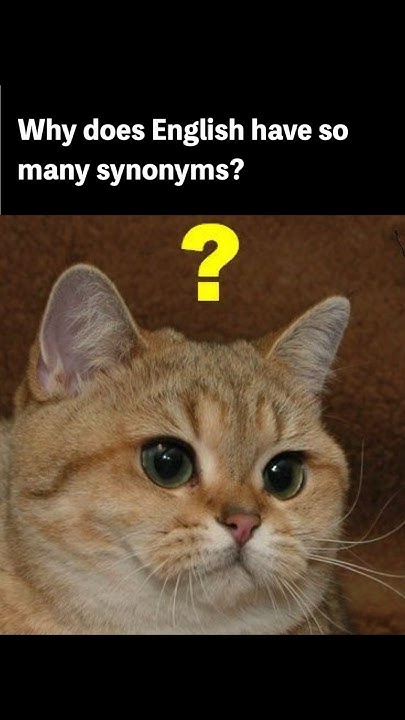 Why Does English Have So Many Synonyms Meme shorts english cat why-does-english-have-so-many-synonyms-meme-shorts-english-cat
